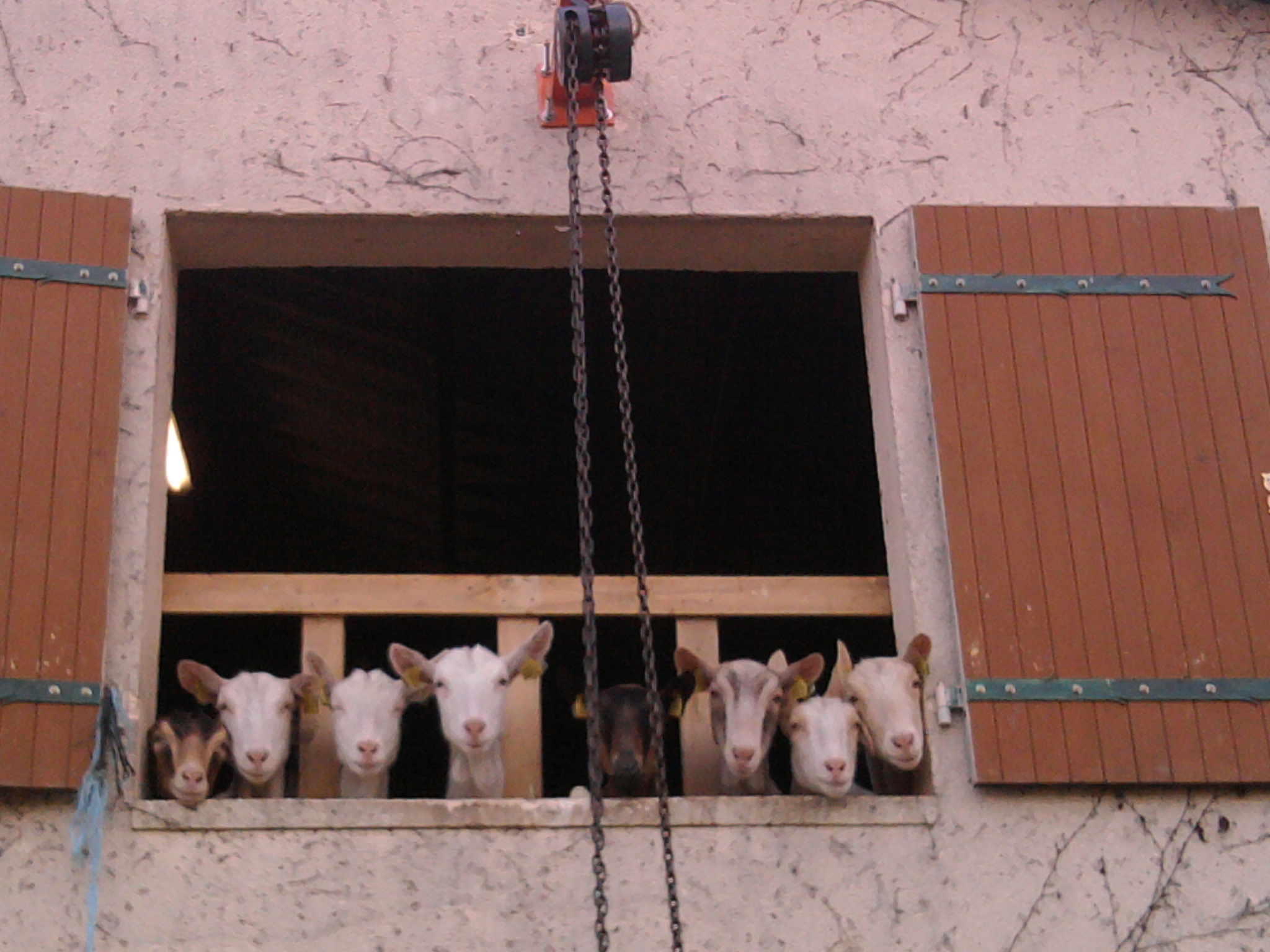 les chèvres veillent par la fenetre